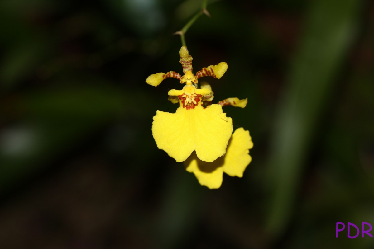 Oncidium sphacelatum Lindl.